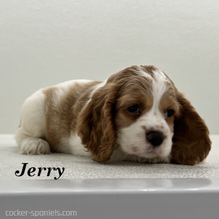 puppy, for, sale, Cocker Spaniel, Joe & Cherri  Overlease, dog, breeder, Miller, MO, dog-breeder, puppy-for-sale, forsale, nearby, find, puppyfind, locator, puppylocator, aca